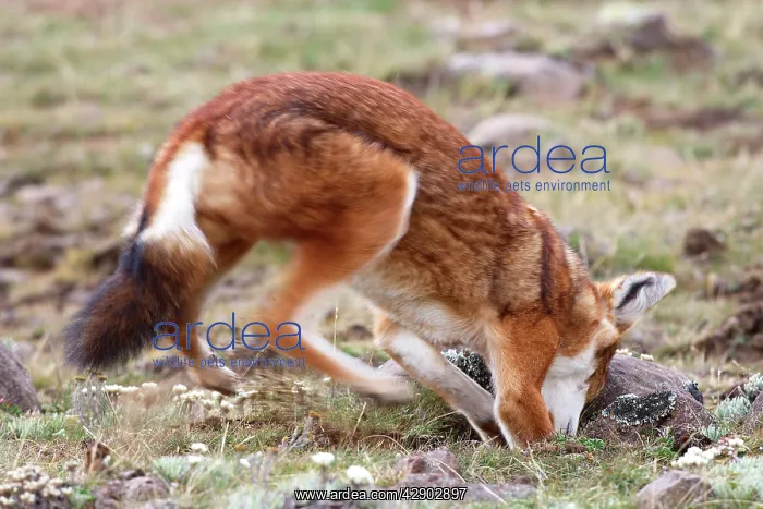 : Abyssinian / Ethiopian Wolf / Simien Jackal / Simien : Abyssinian / Ethiopian Wolf / Simien Jackal / Simien