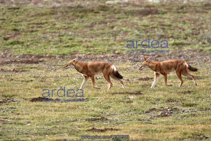 : Abyssinian / Ethiopian Wolf / Simien Jackal / Simien : Abyssinian / Ethiopian Wolf / Simien Jackal / Simien