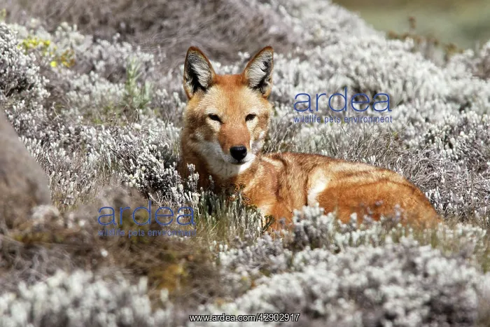 : Abyssinian / Ethiopian Wolf / Simien Jackal / Simien : Abyssinian / Ethiopian Wolf / Simien Jackal / Simien