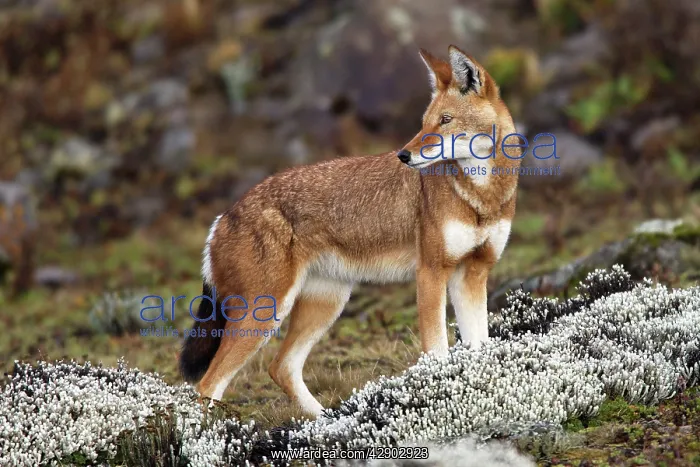 : Abyssinian / Ethiopian Wolf / Simien Jackal / Simien : Abyssinian / Ethiopian Wolf / Simien Jackal / Simien