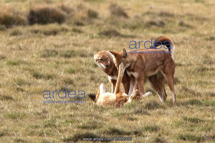 : Abyssinian / Ethiopian Wolf / Simien Jackal / Simien : Abyssinian / Ethiopian Wolf / Simien Jackal / Simien