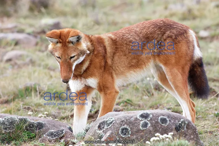 : Abyssinian / Ethiopian Wolf / Simien Jackal / Simien : Abyssinian / Ethiopian Wolf / Simien Jackal / Simien