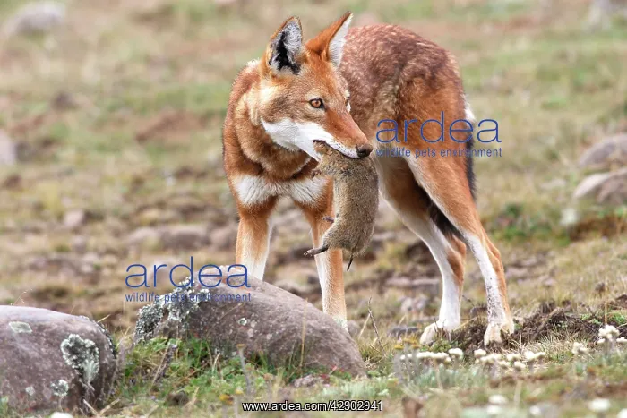 : Abyssinian / Ethiopian Wolf / Simien Jackal / Simien : Abyssinian / Ethiopian Wolf / Simien Jackal / Simien