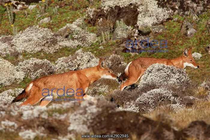 : Abyssinian / Ethiopian Wolf / Simien Jackal / Simien : Abyssinian / Ethiopian Wolf / Simien Jackal / Simien