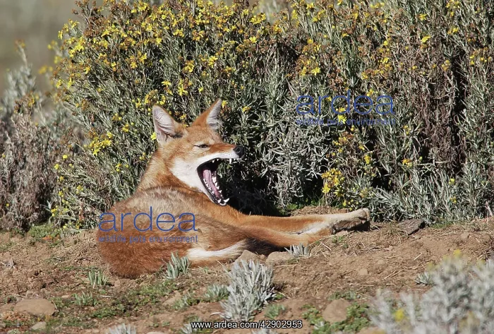 : Abyssinian / Ethiopian Wolf / Simien Jackal / Simien : Abyssinian / Ethiopian Wolf / Simien Jackal / Simien