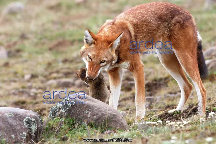 : Abyssinian / Ethiopian Wolf / Simien Jackal / Simien : Abyssinian / Ethiopian Wolf / Simien Jackal / Simien
