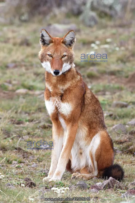 : Abyssinian / Ethiopian Wolf / Simien Jackal / Simien Fox : Abyssinian / Ethiopian Wolf / Simien Jackal / Simien Fox