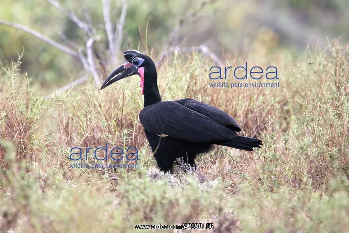 : Abyssinian Ground Hornbill : Abyssinian Ground Hornbill
