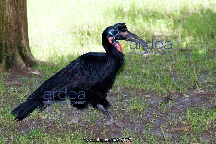  : Abyssinian Ground-hornbill