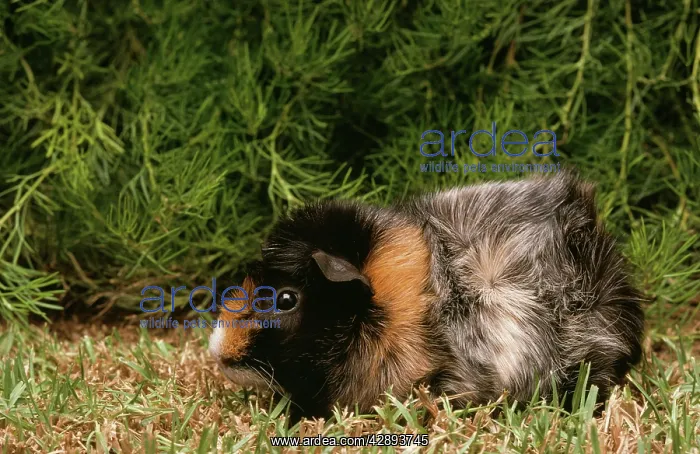  : Abyssinian GUINEA PIG