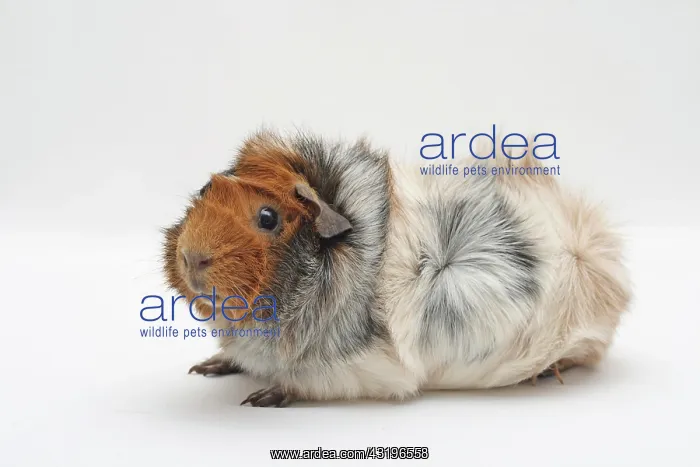 : Abyssinian guinea pig, sitting sideways Rosetten : Abyssinian guinea pig, sitting sideways Rosetten