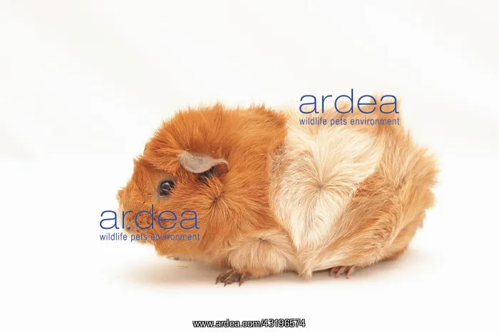 : Abyssinian guinea pig, standing sideways Rosetten : Abyssinian guinea pig, standing sideways Rosetten