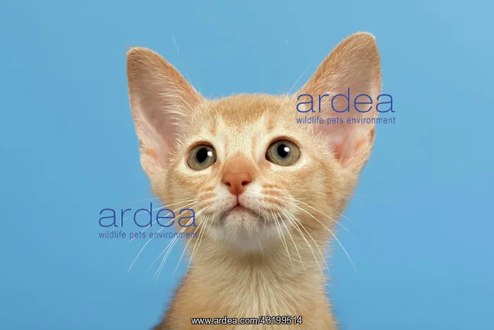 : Abyssinian kitten, 9 weeks, colour fawn : Abyssinian kitten, 9 weeks, colour fawn