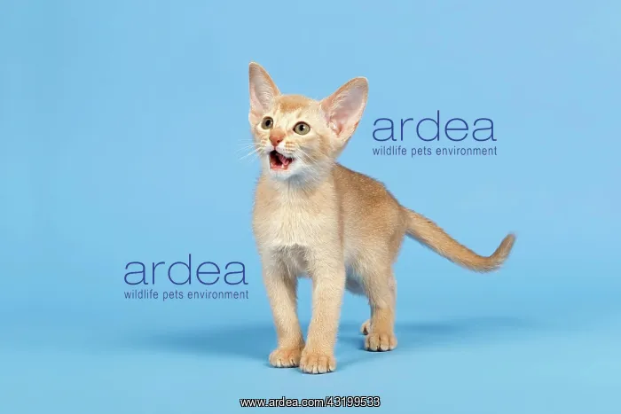 : Abyssinian kitten, 9 weeks, colour fawn : Abyssinian kitten, 9 weeks, colour fawn