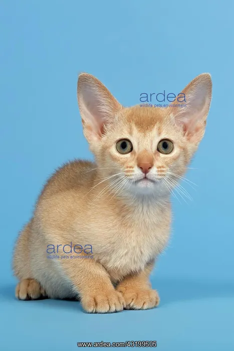 : Abyssinian kitten, 9 weeks, colour fawn Abessinier : Abyssinian kitten, 9 weeks, colour fawn Abessinier