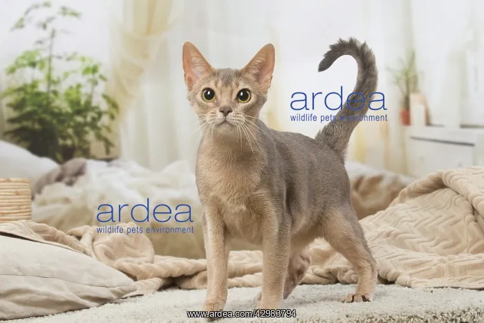 : Abyssinian kitten indoors : Abyssinian kitten indoors