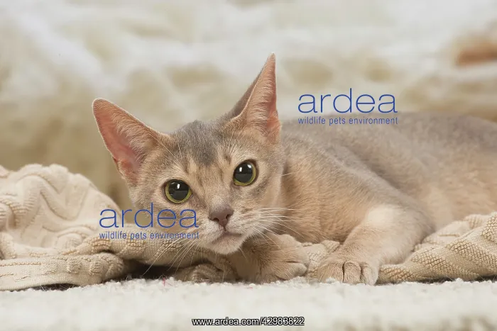 : Abyssinian kitten indoors : Abyssinian kitten indoors