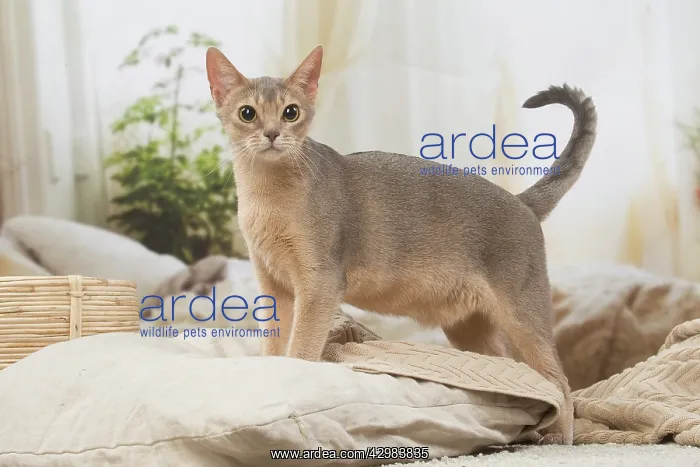 : Abyssinian kitten indoors : Abyssinian kitten indoors