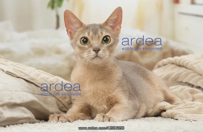 : Abyssinian kitten indoors : Abyssinian kitten indoors