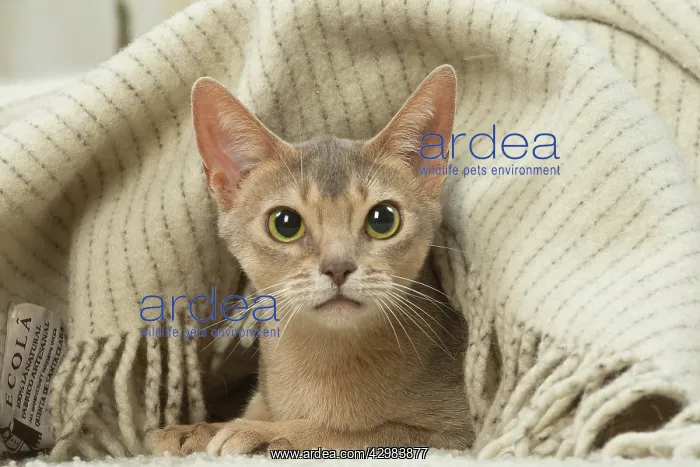 : Abyssinian kitten indoors : Abyssinian kitten indoors