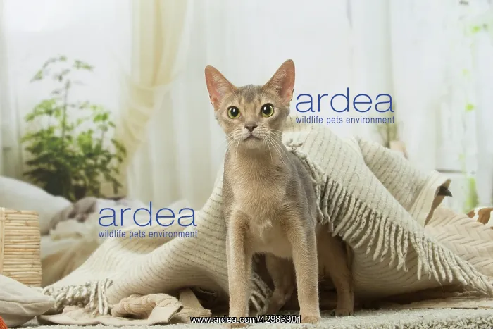  : Abyssinian kitten indoors