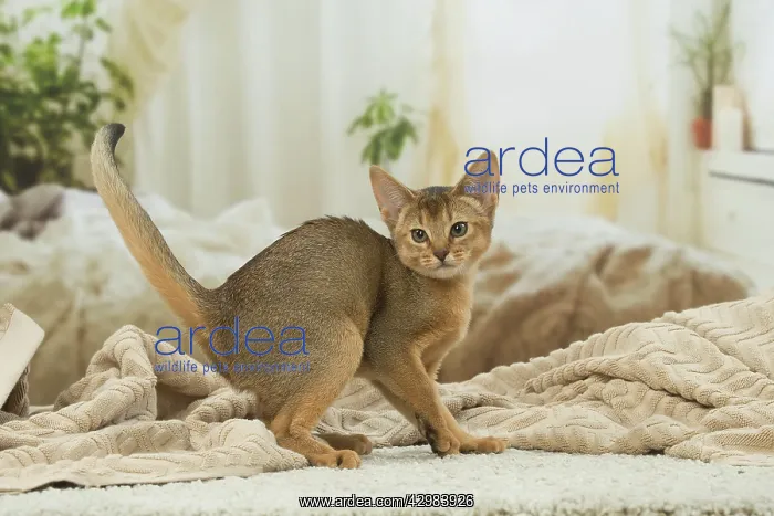 : Abyssinian kitten indoors : Abyssinian kitten indoors