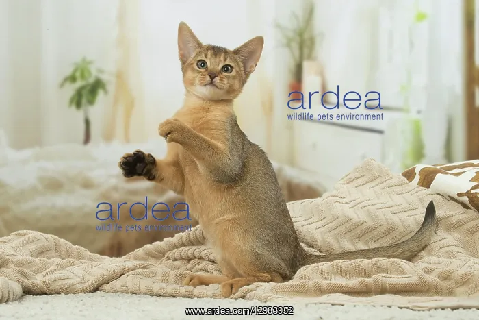 : Abyssinian kitten indoors : Abyssinian kitten indoors