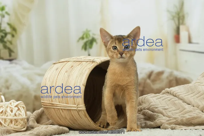 : Abyssinian kitten indoors : Abyssinian kitten indoors