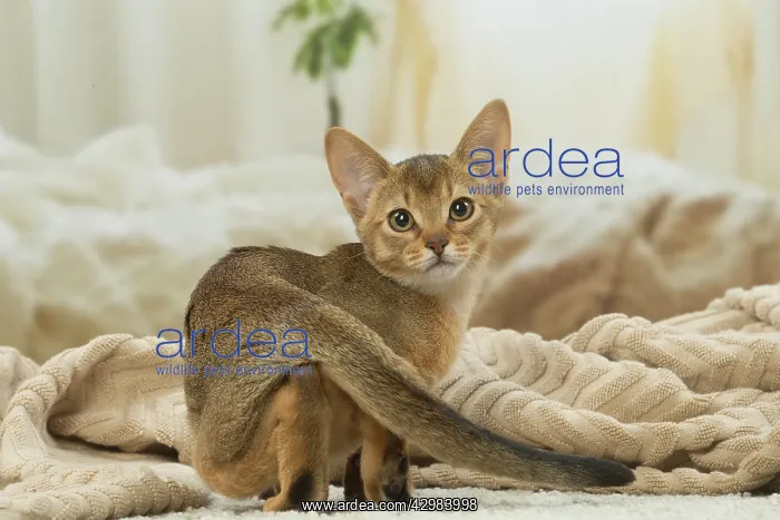 : Abyssinian kitten indoors : Abyssinian kitten indoors