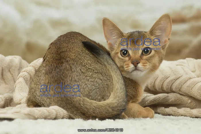 : Abyssinian kitten indoors : Abyssinian kitten indoors