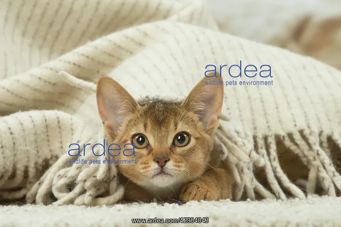: Abyssinian kitten indoors : Abyssinian kitten indoors