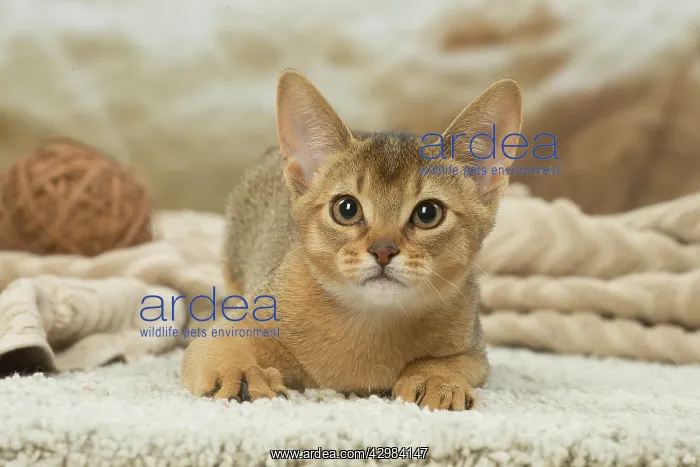 : Abyssinian kitten indoors : Abyssinian kitten indoors