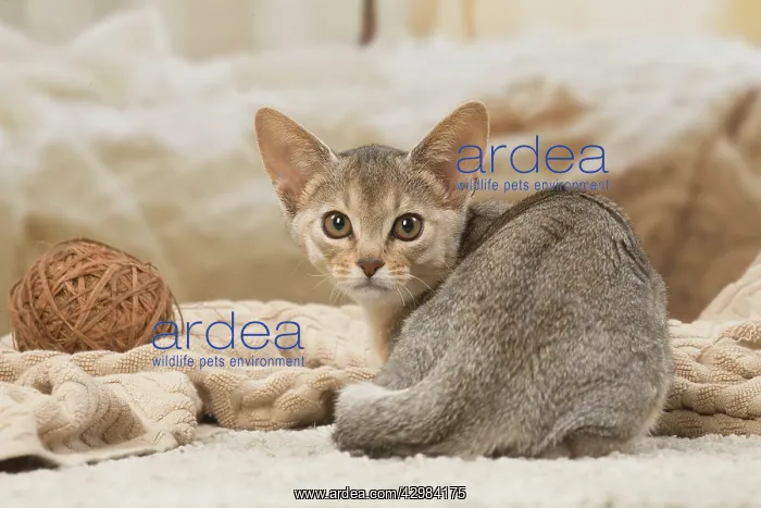 : Abyssinian kitten indoors : Abyssinian kitten indoors