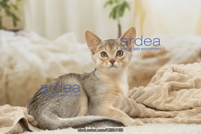 : Abyssinian kitten indoors : Abyssinian kitten indoors