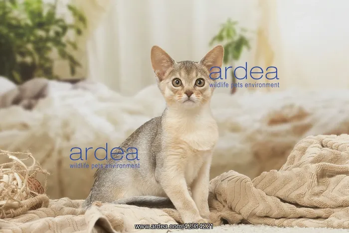 : Abyssinian kitten indoors : Abyssinian kitten indoors