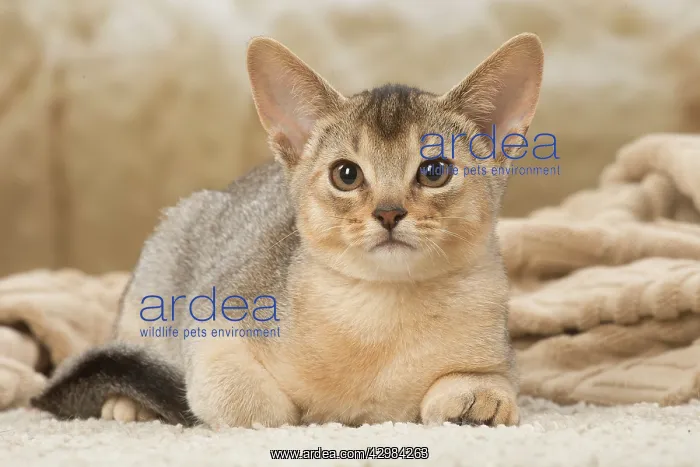 : Abyssinian kitten indoors : Abyssinian kitten indoors