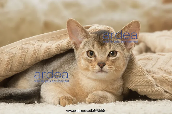 : Abyssinian kitten indoors : Abyssinian kitten indoors