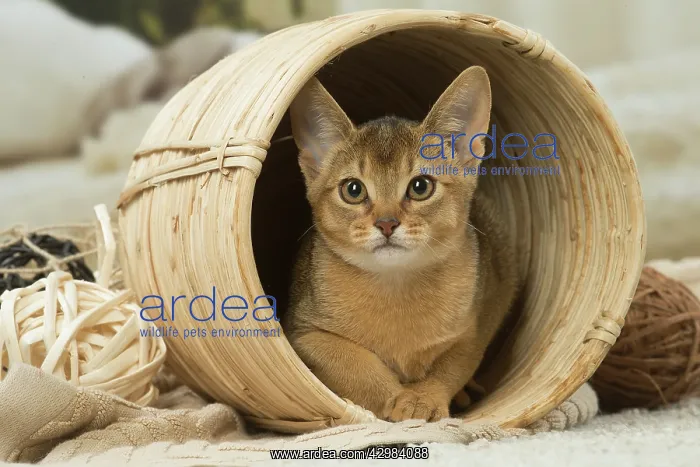 : Abyssinian kitten indoors in a basket : Abyssinian kitten indoors in a basket