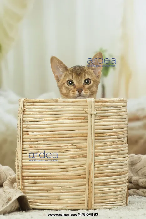 : Abyssinian kitten indoors in a basket : Abyssinian kitten indoors in a basket