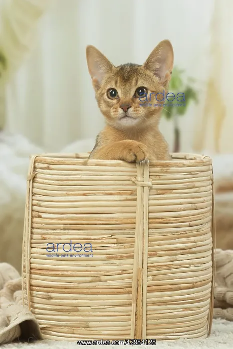 : Abyssinian kitten indoors in a basket : Abyssinian kitten indoors in a basket