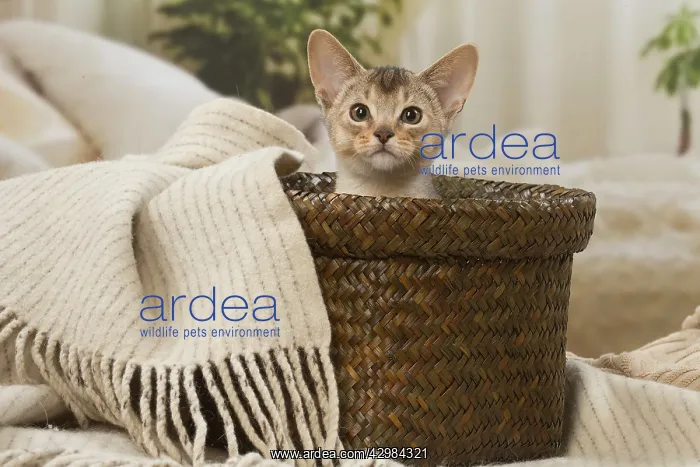 : Abyssinian kitten indoors in a basket : Abyssinian kitten indoors in a basket