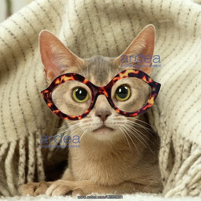 : Abyssinian kitten indoors wearing glasses : Abyssinian kitten indoors wearing glasses
