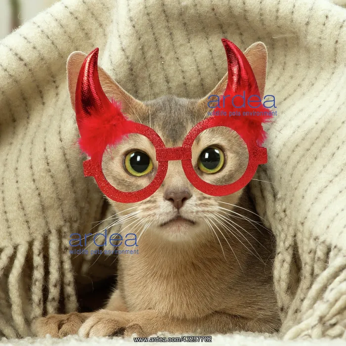 : Abyssinian kitten indoors wearing red Halloween : Abyssinian kitten indoors wearing red Halloween