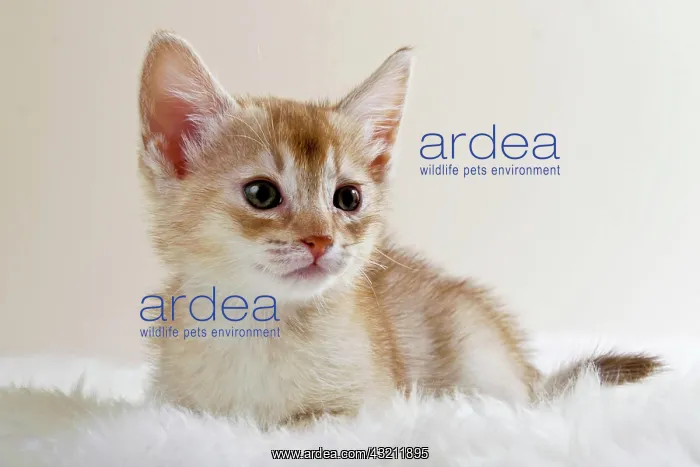 : Abyssinian kitten, lying : Abyssinian kitten, lying