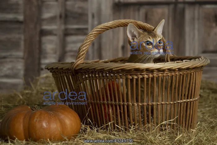 : Abyssinian kitten sitting in a basket in a barn : Abyssinian kitten sitting in a basket in a barn
