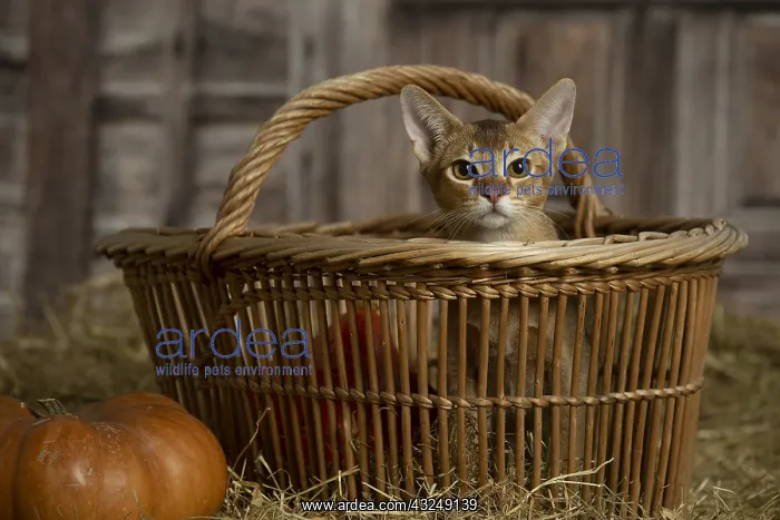 : Abyssinian kitten sitting in a basket in a barn : Abyssinian kitten sitting in a basket in a barn