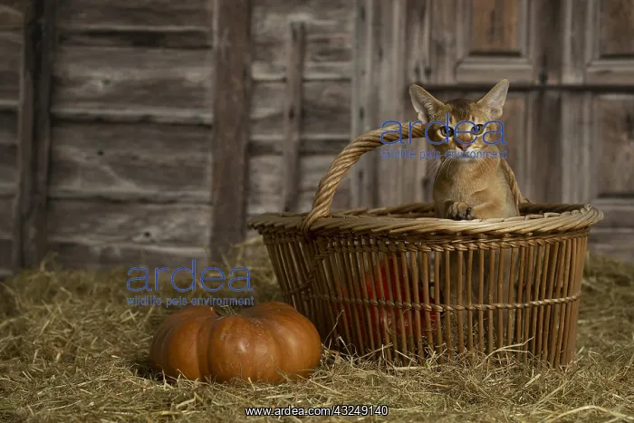 : Abyssinian kitten sitting in a basket in a barn : Abyssinian kitten sitting in a basket in a barn