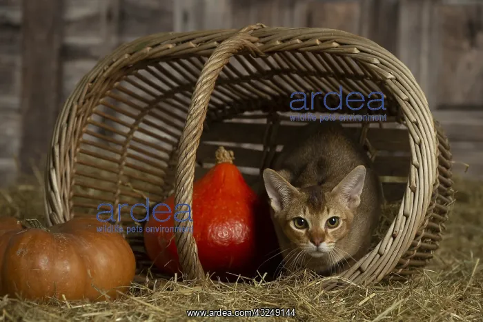 : Abyssinian kitten sitting in a basket in a barn : Abyssinian kitten sitting in a basket in a barn