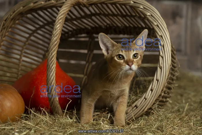  : Abyssinian kitten sitting in a basket in a barn