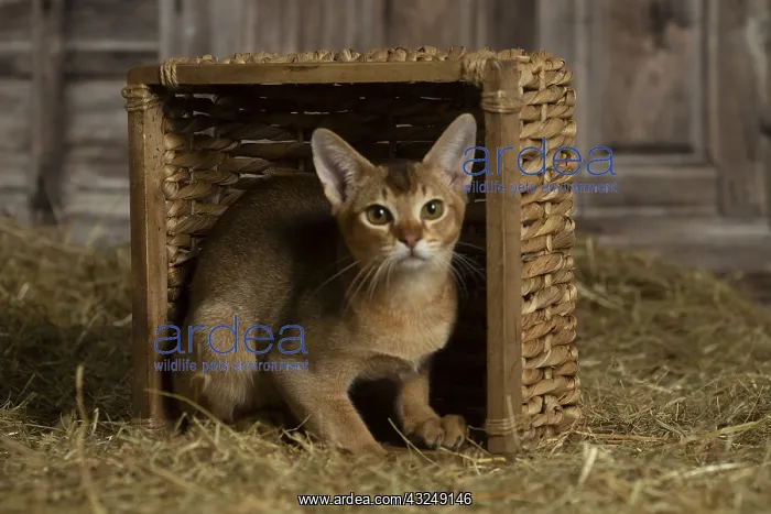 : Abyssinian kitten sitting in a basket in a barn : Abyssinian kitten sitting in a basket in a barn